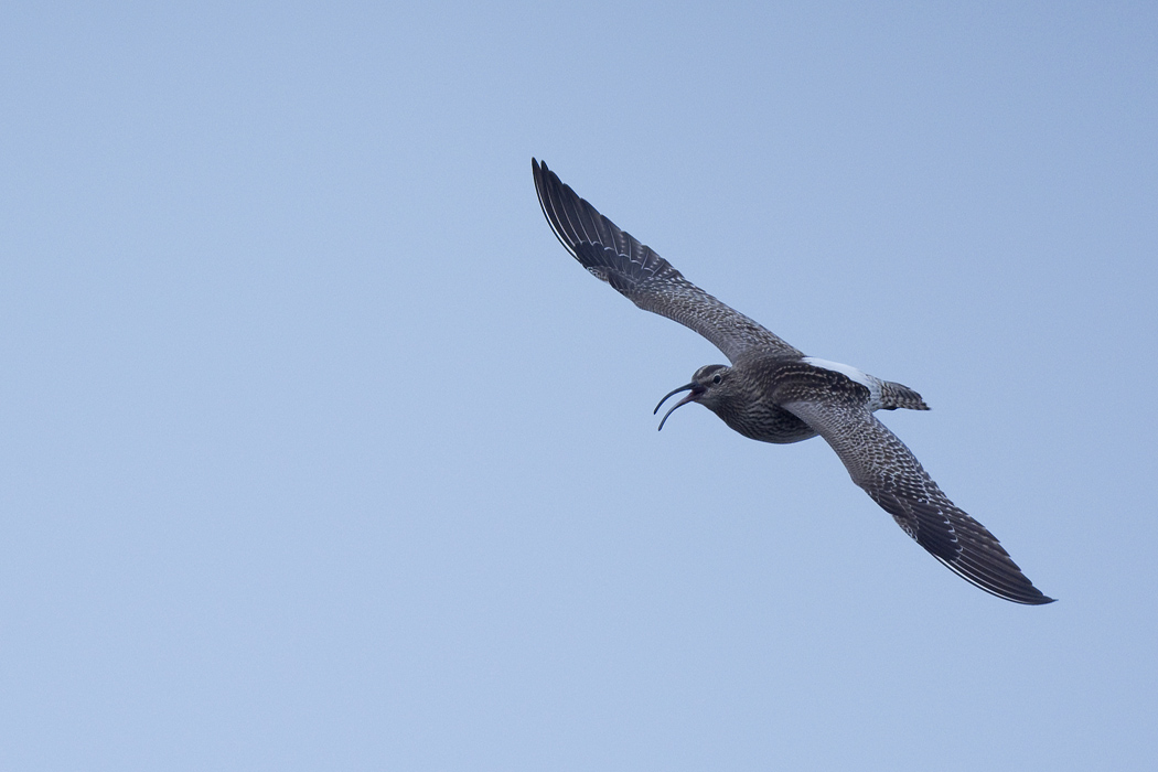Eurasian Whimbrel