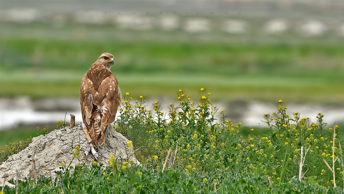 Kızıl Şahin