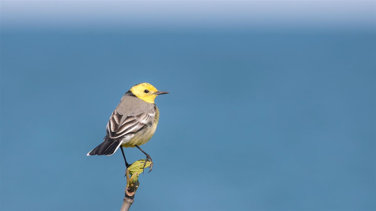 Citrine Wagtail