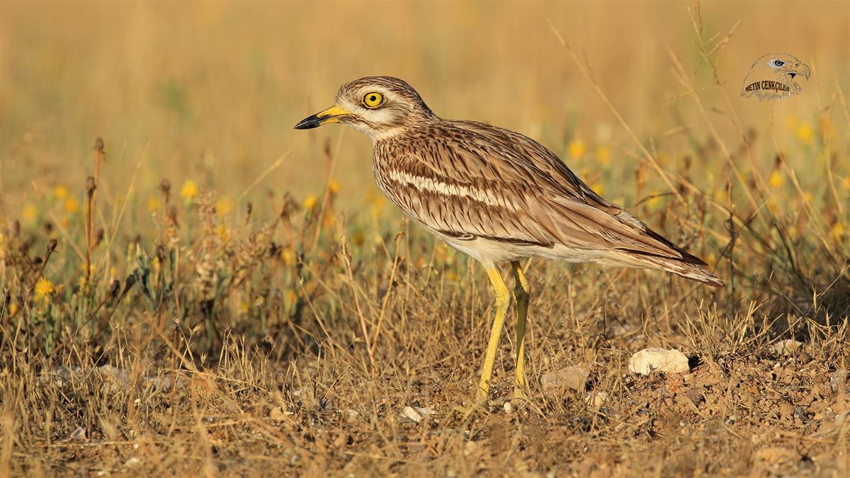 Eurasian Stone-curlew