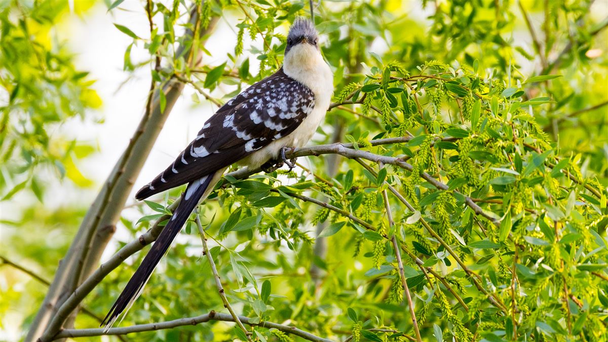 Great Spotted Cuckoo