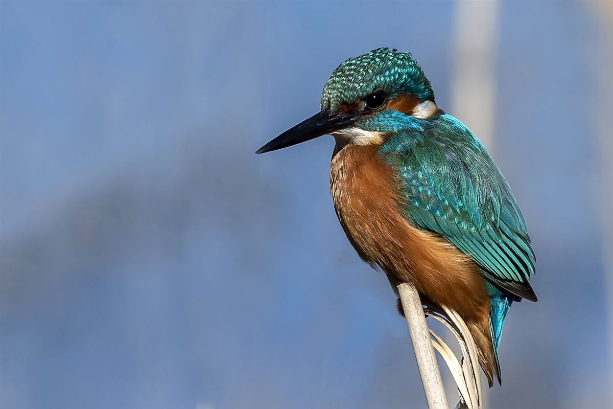 Common Kingfisher