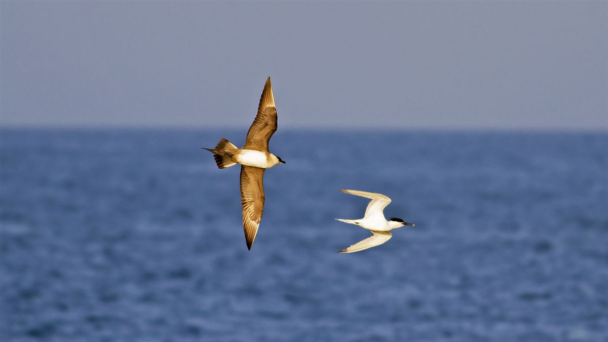 Parasitic Jaeger
