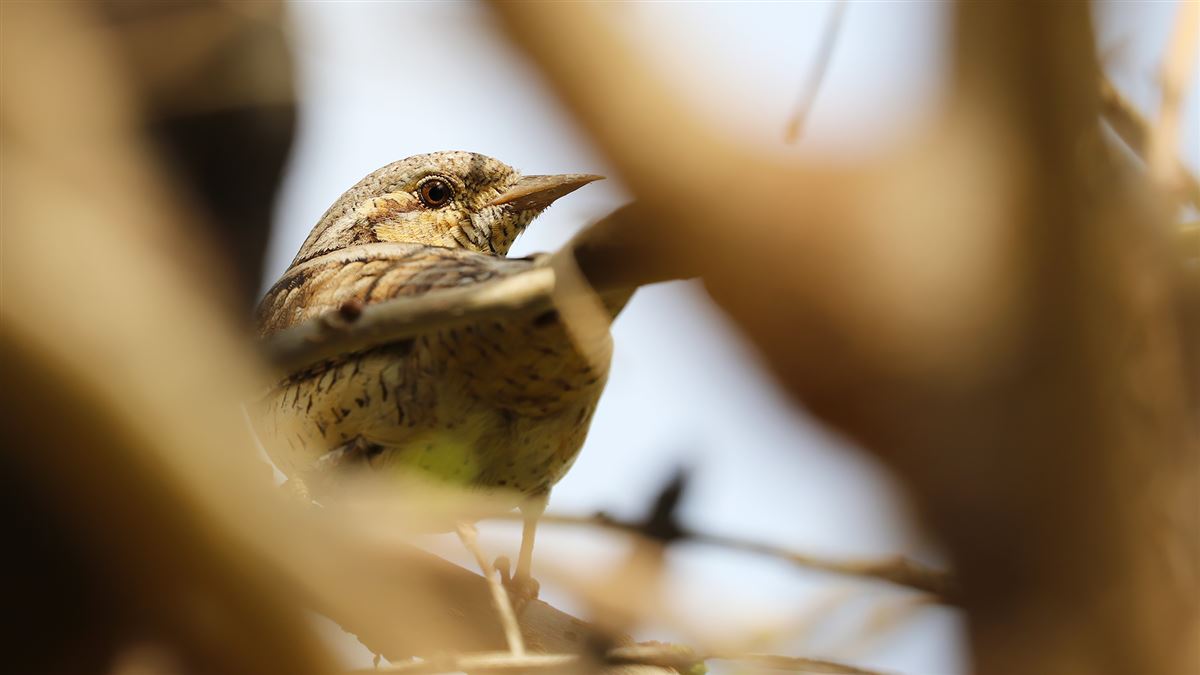 Eurasian Wryneck