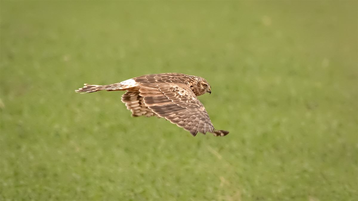 Hen Harrier