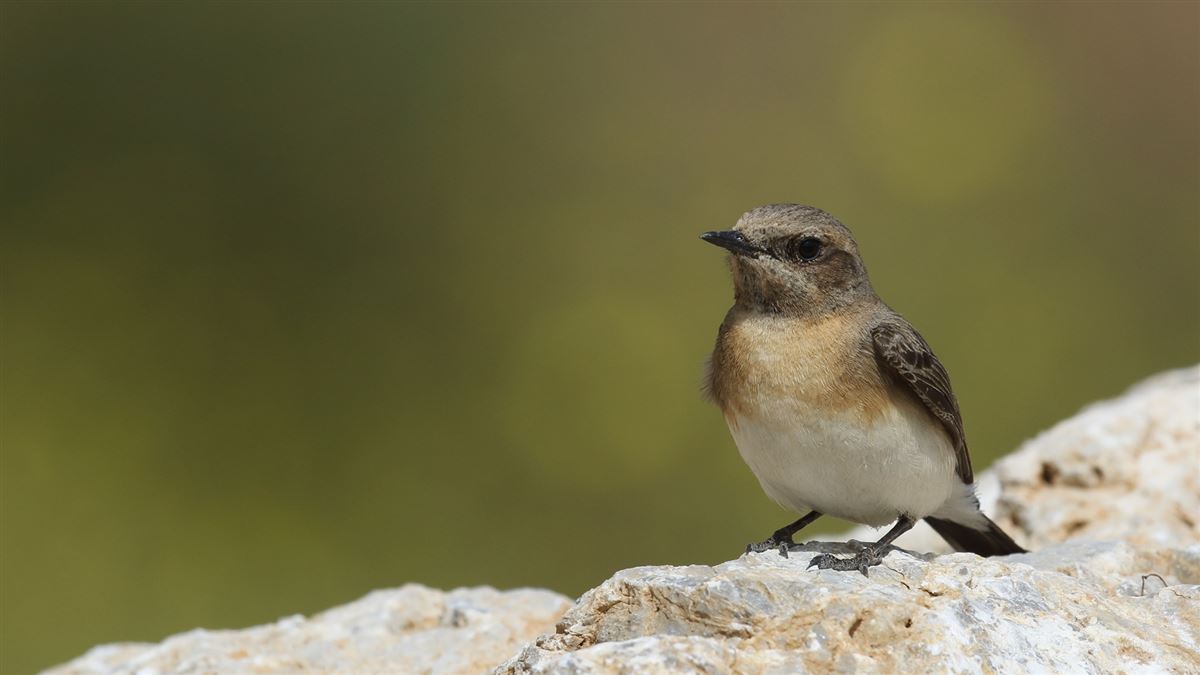 Black-eared Wheatear