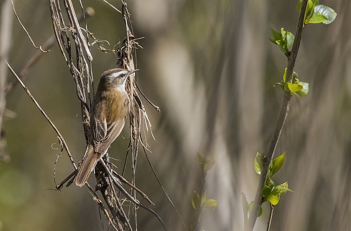 Moustached Warbler