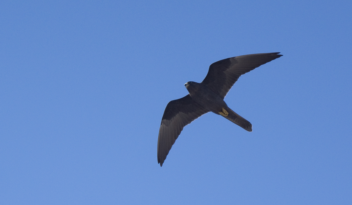 Eleonora`s Falcon