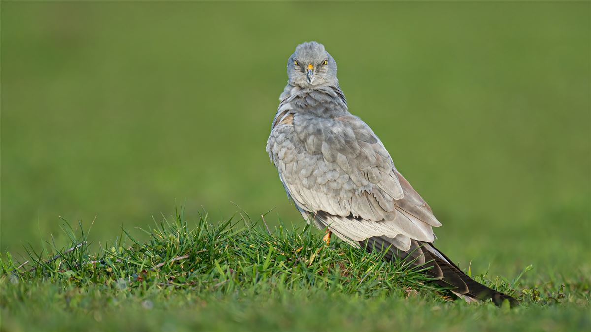 Montagu`s Harrier