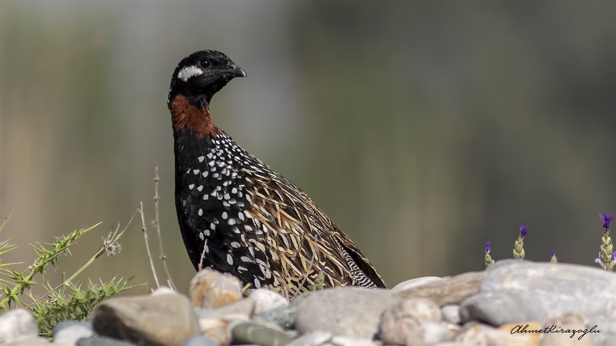 Black Francolin