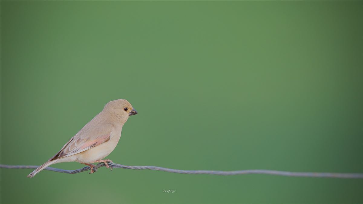 Boz Alamecek