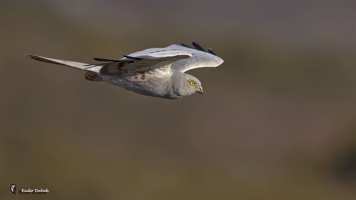 Montagu`s Harrier