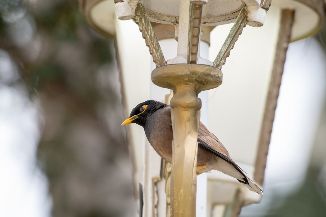 Common Myna