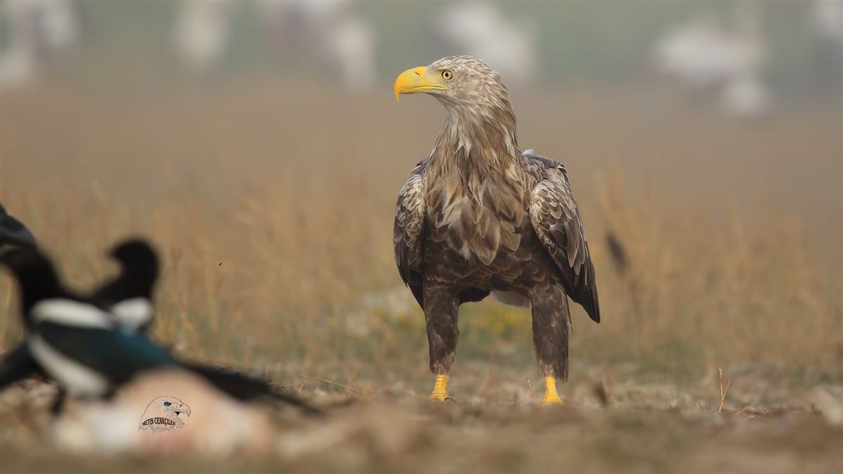 Akkuyruklu Kartal