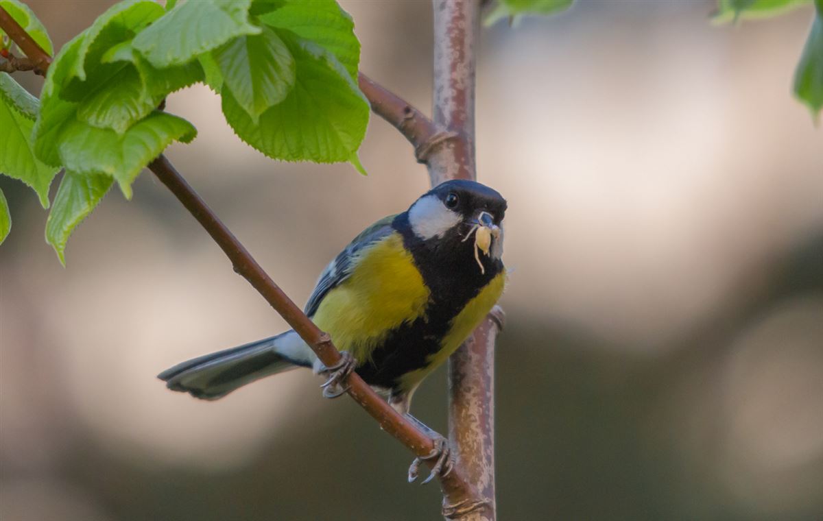 Great Tit