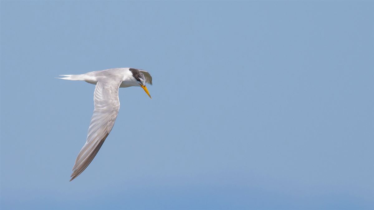 Little Tern
