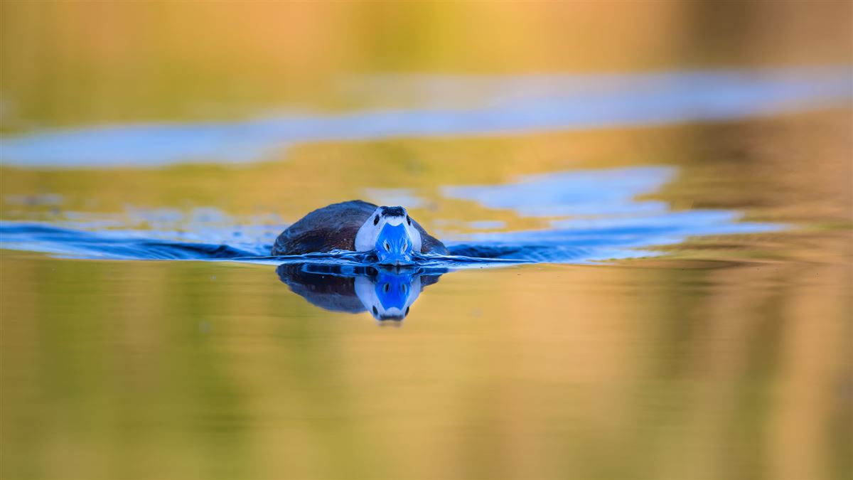 White-headed Duck