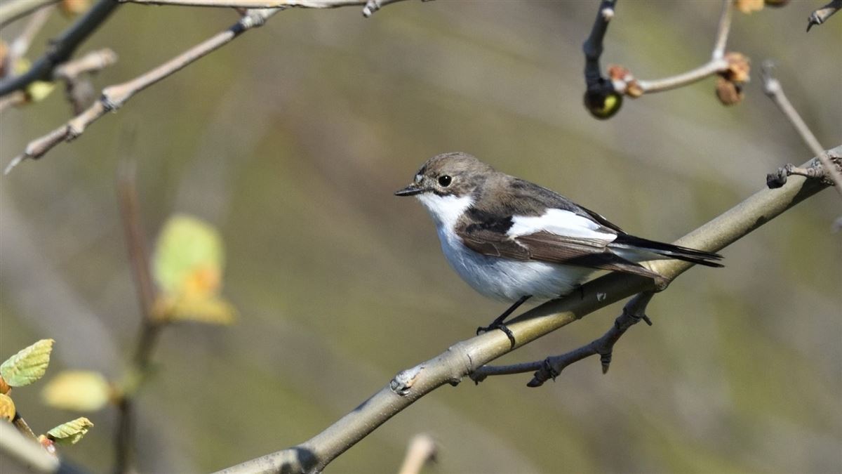 European Pied Flycatcher
