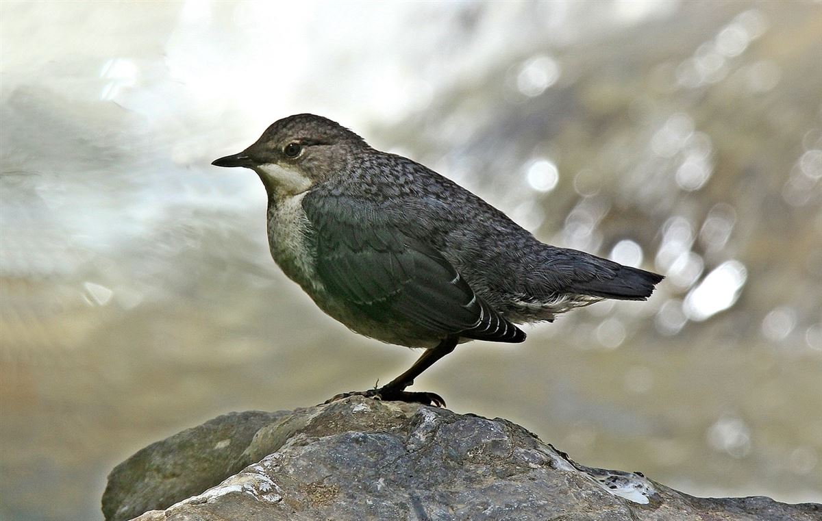 White-throated Dipper