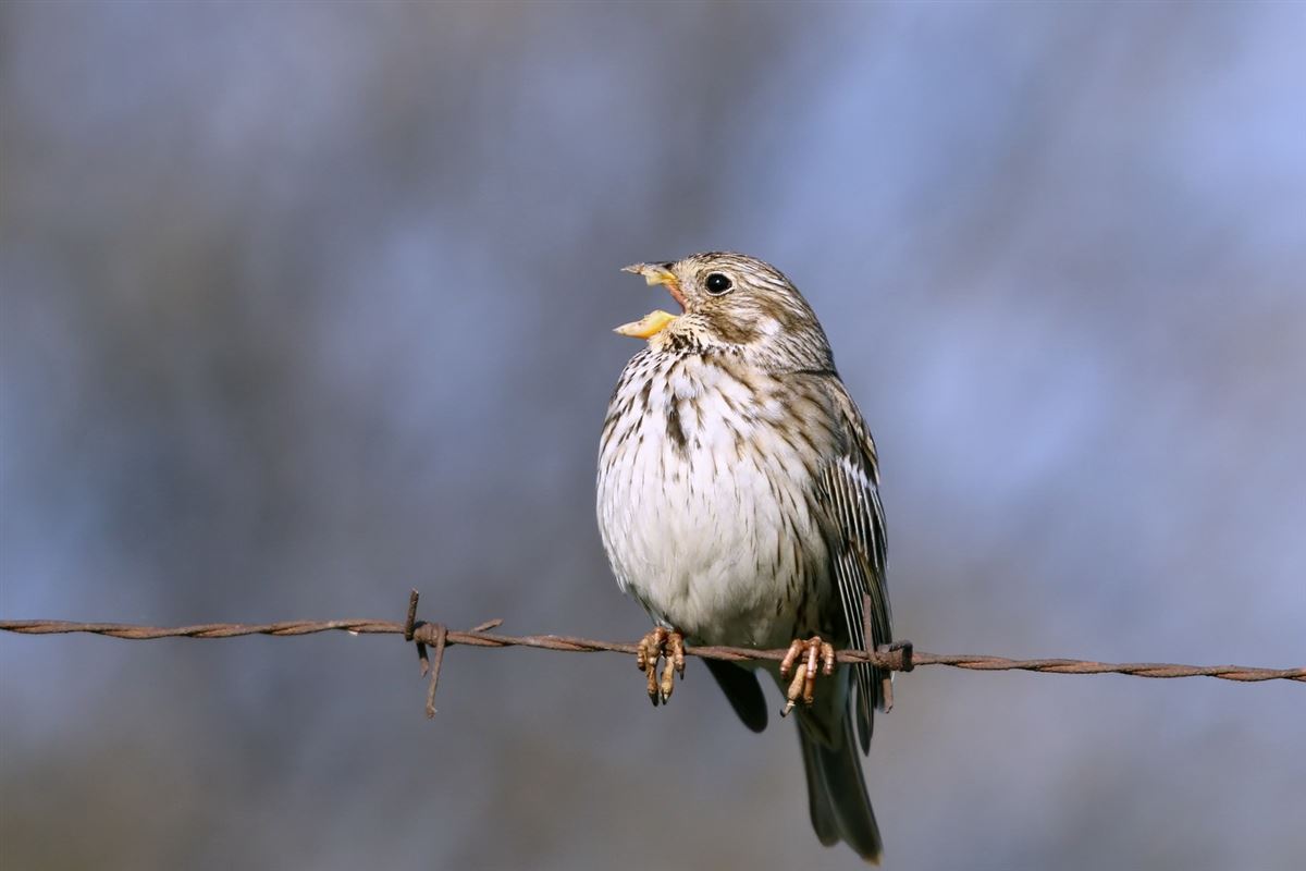 Corn Bunting