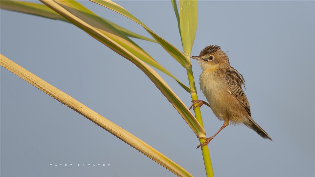 Zitting Cisticola