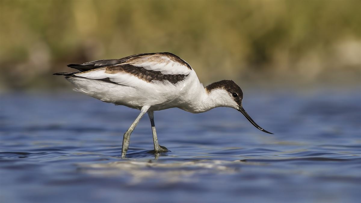 Pied Avocet