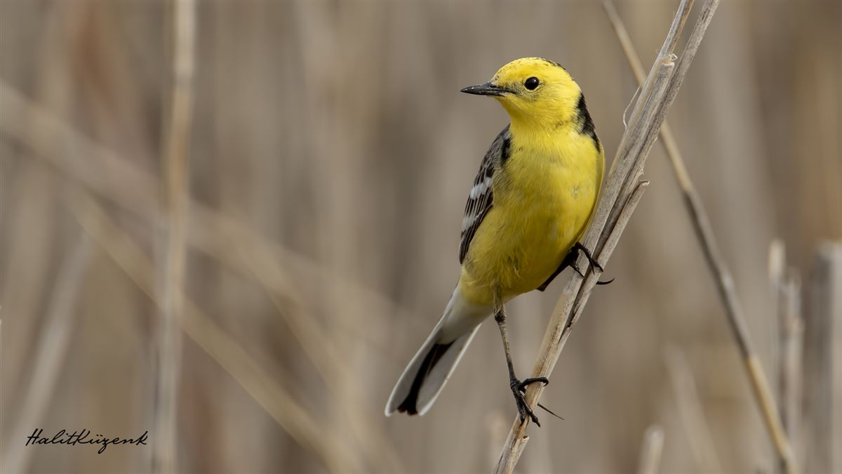 Citrine Wagtail