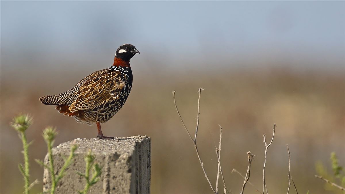 Black Francolin