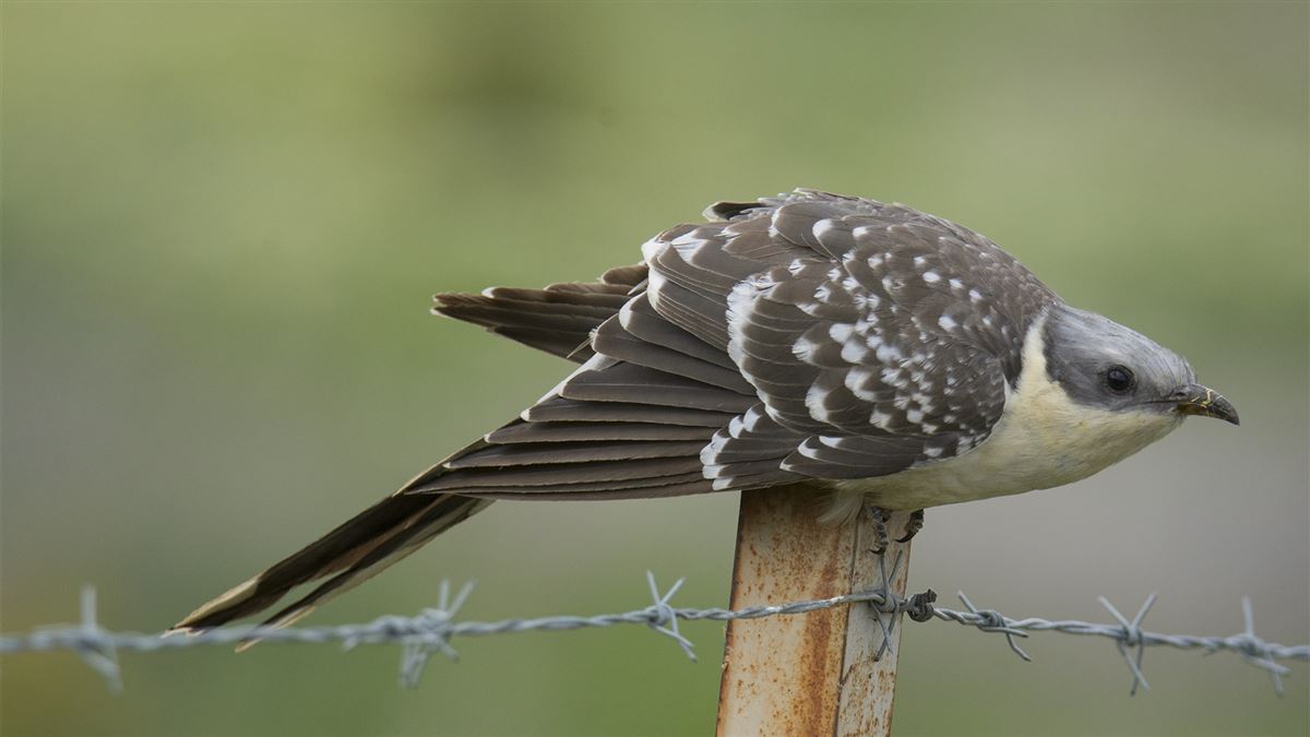 Great Spotted Cuckoo