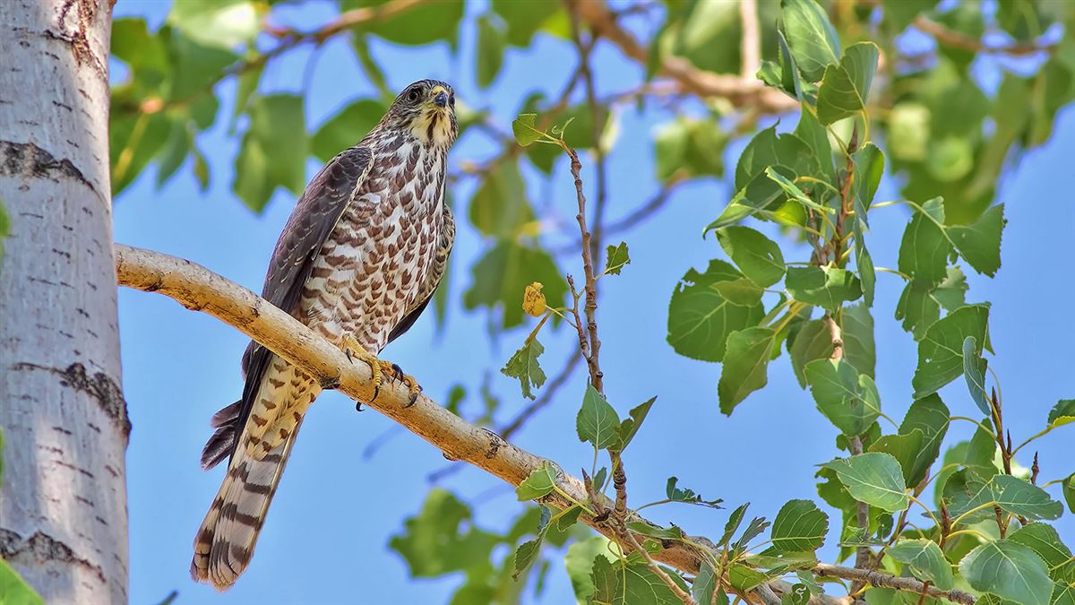 Levant Sparrowhawk