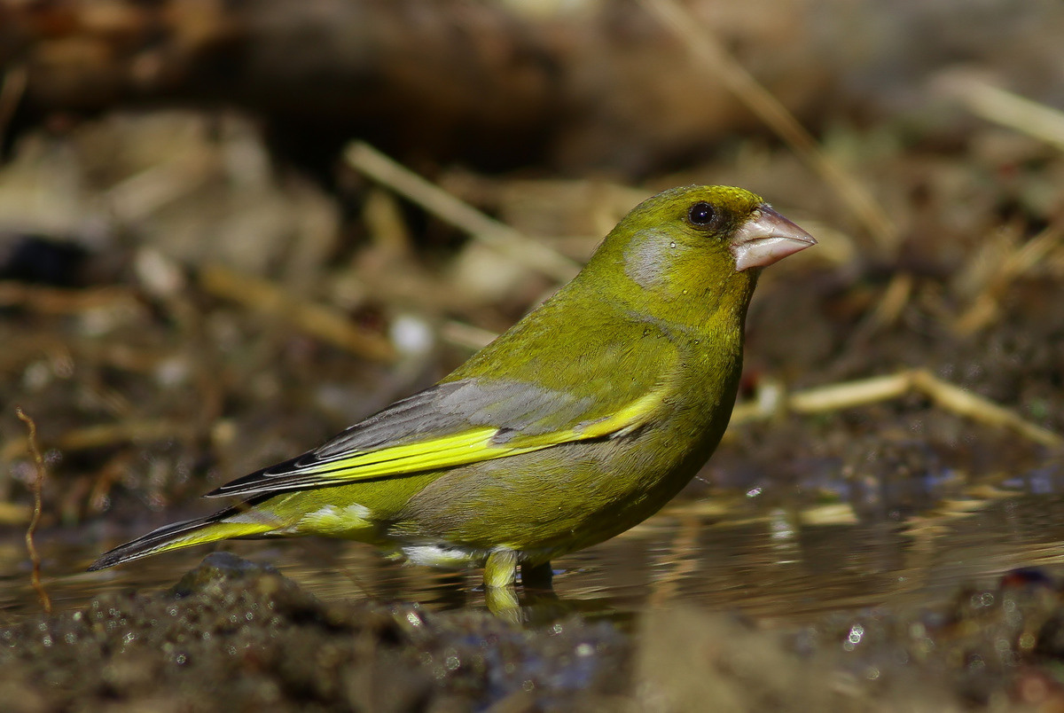 European Greenfinch