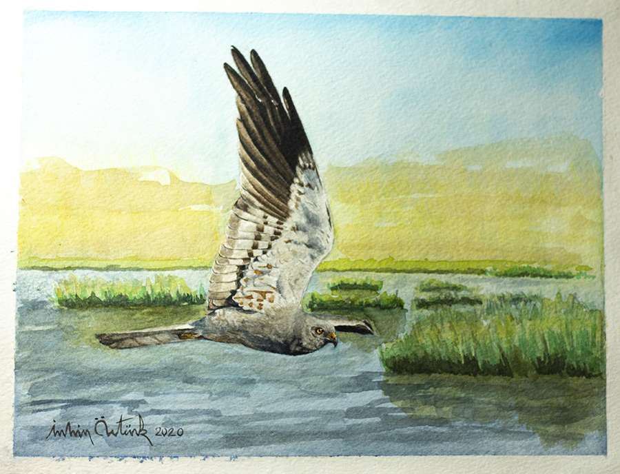 Montagu`s Harrier