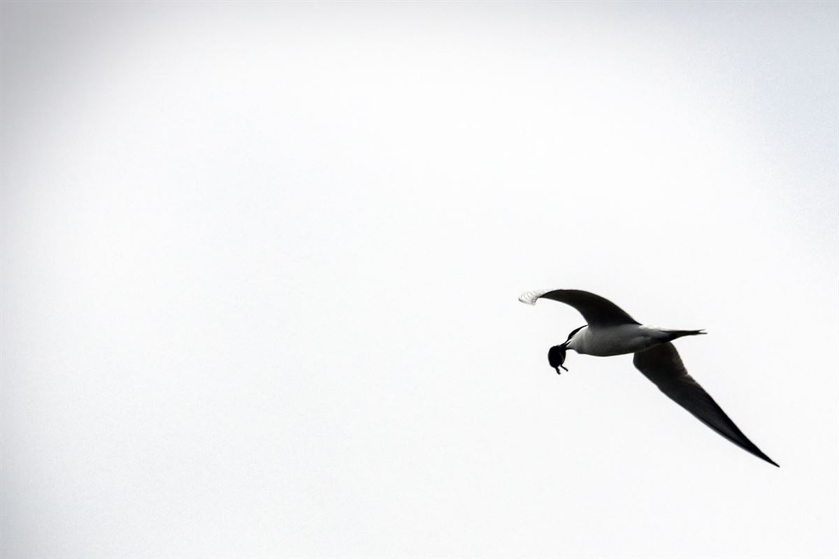 Gull-billed Tern