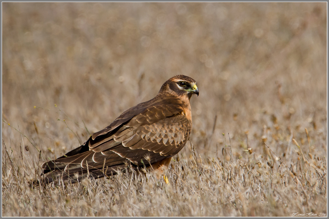 Montagu`s Harrier