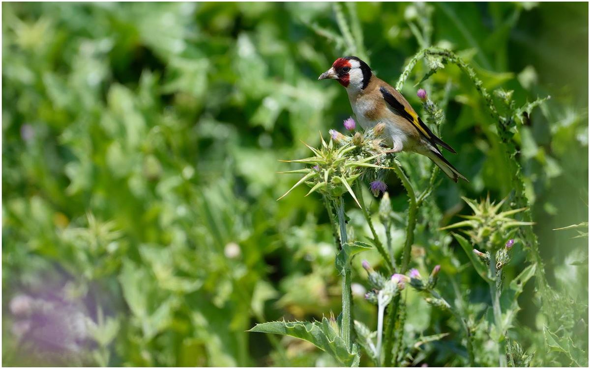 European Goldfinch