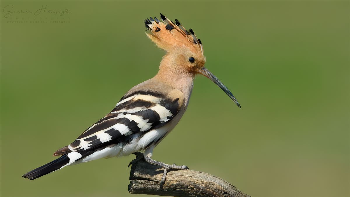 Eurasian Hoopoe