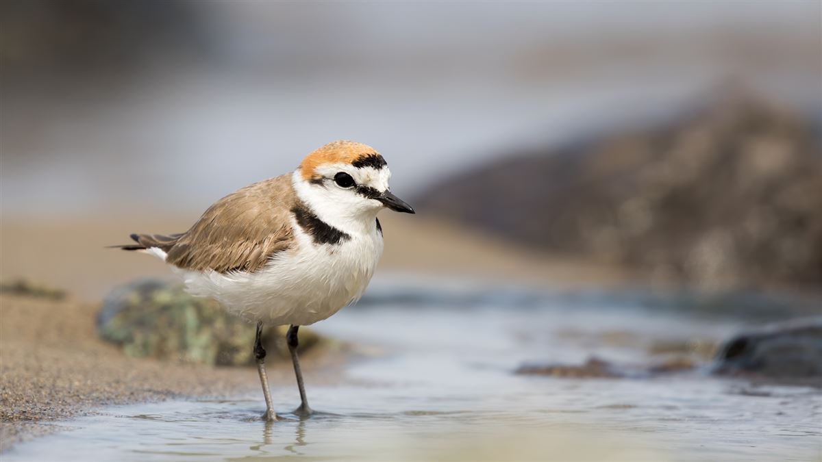Kentish Plover
