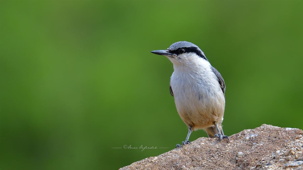 Western Rock Nuthatch