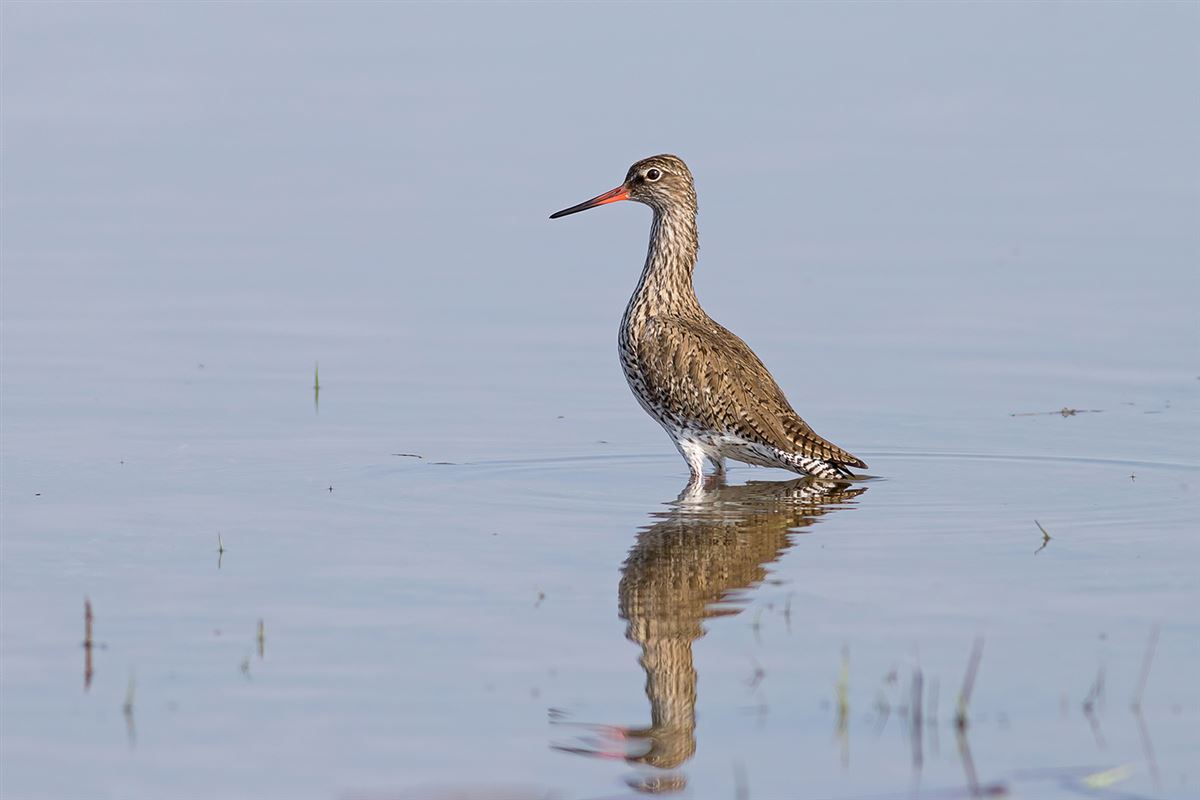 Common Redshank
