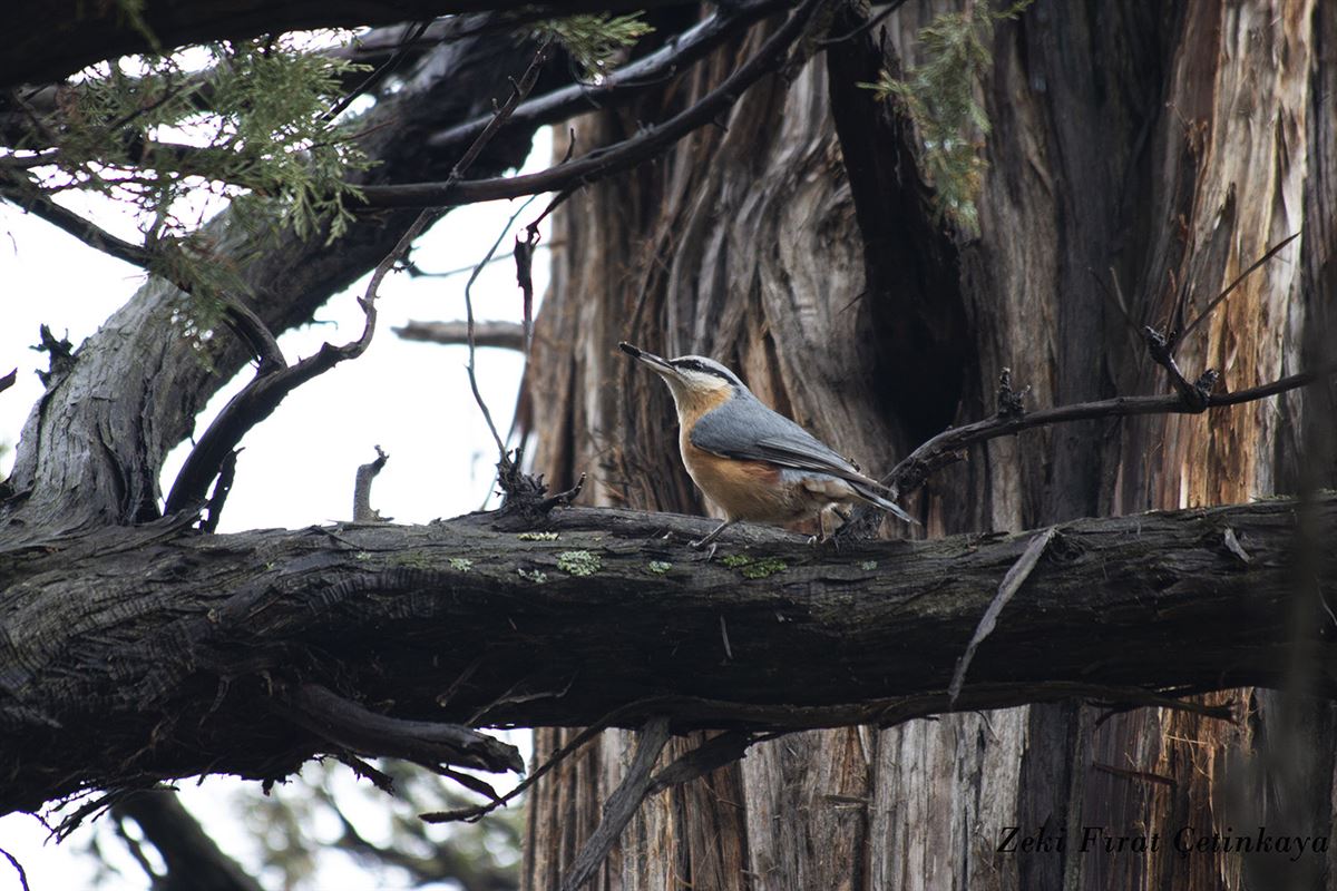 Eurasian Nuthatch