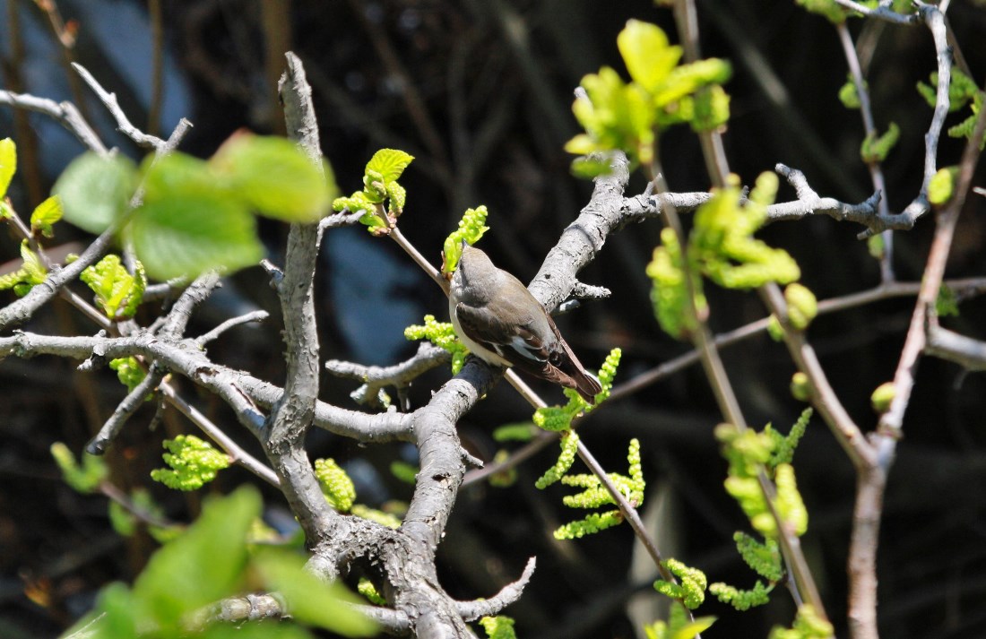 Collared Flycatcher