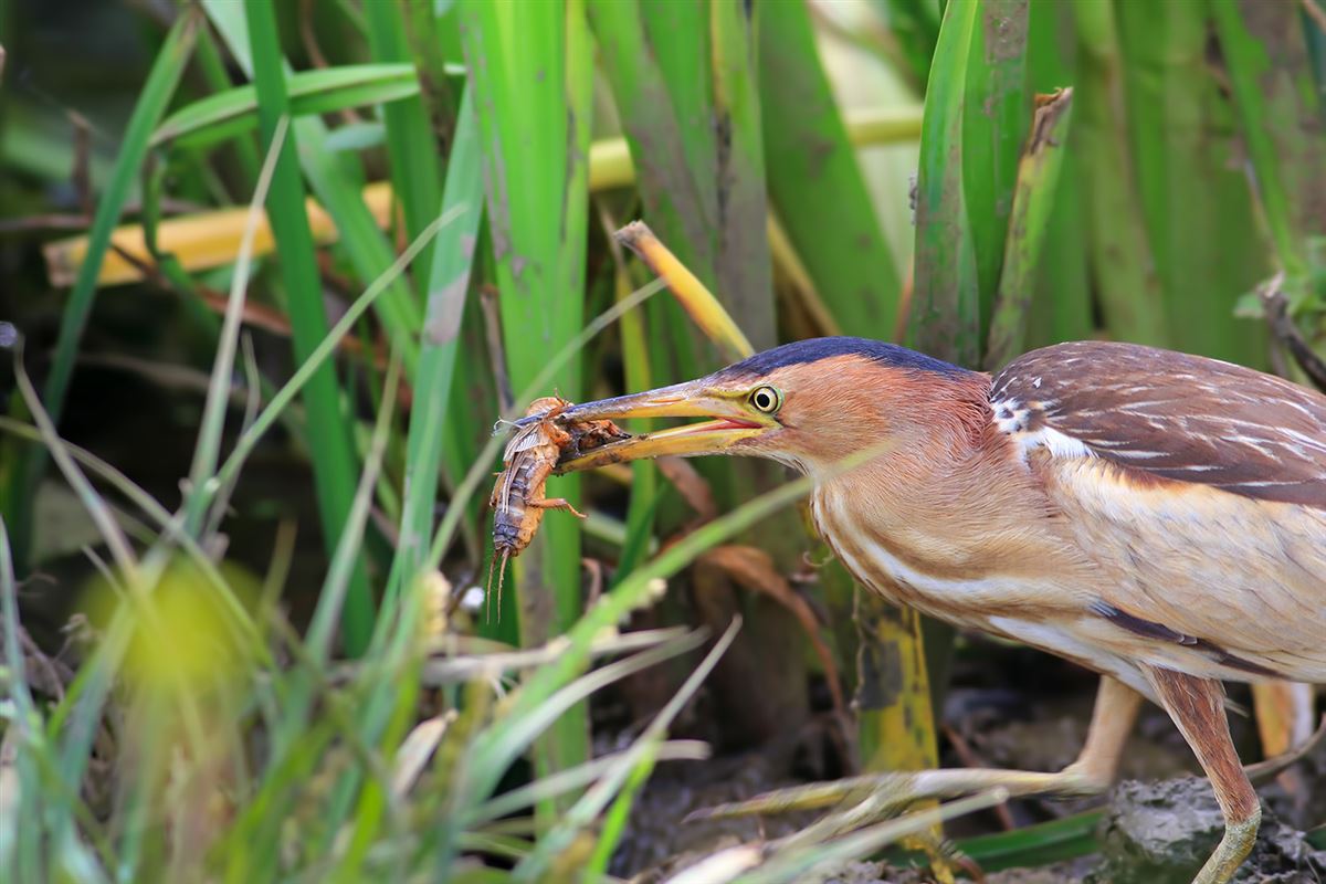 Little Bittern