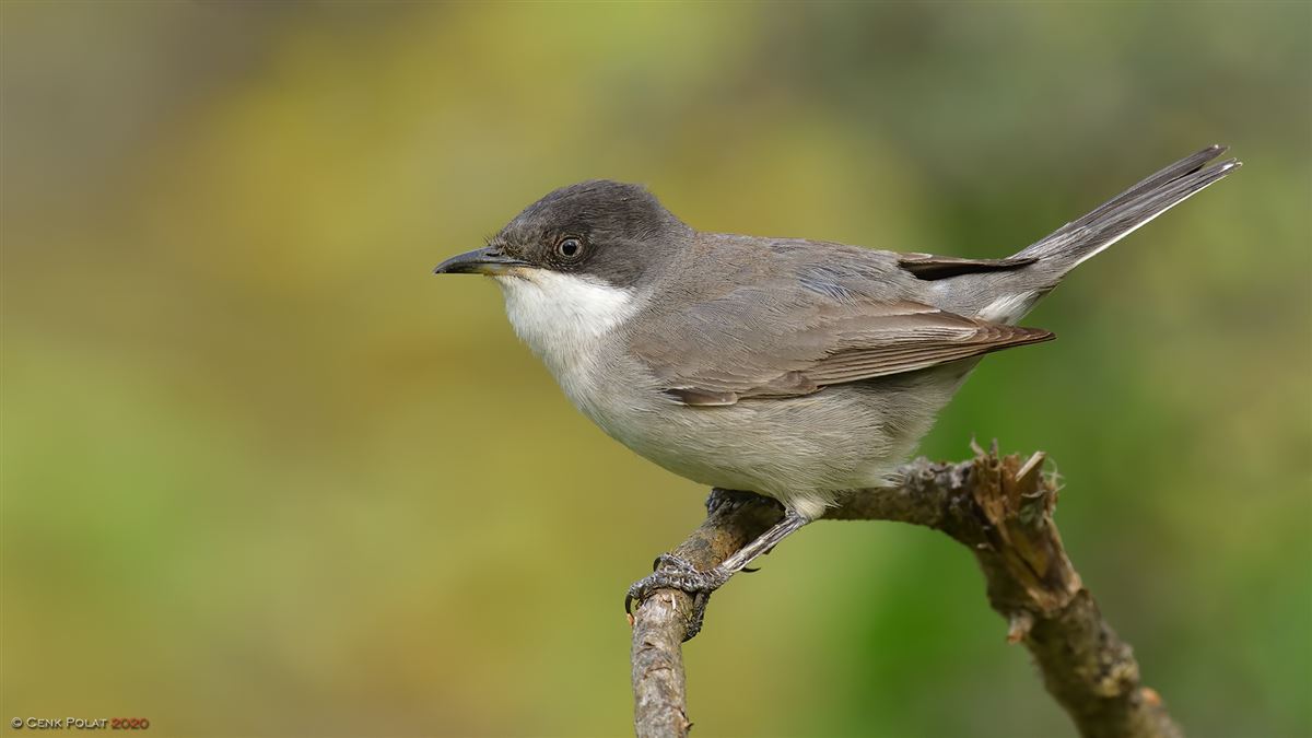 Eastern Orphean Warbler