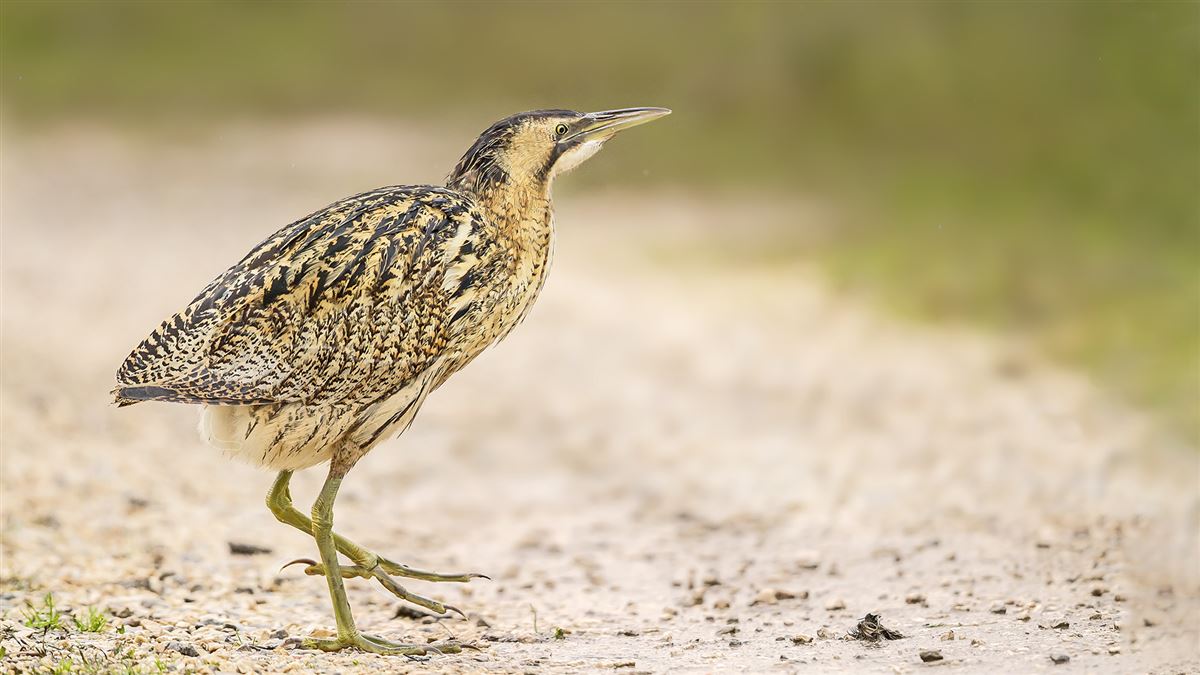 Eurasian Bittern