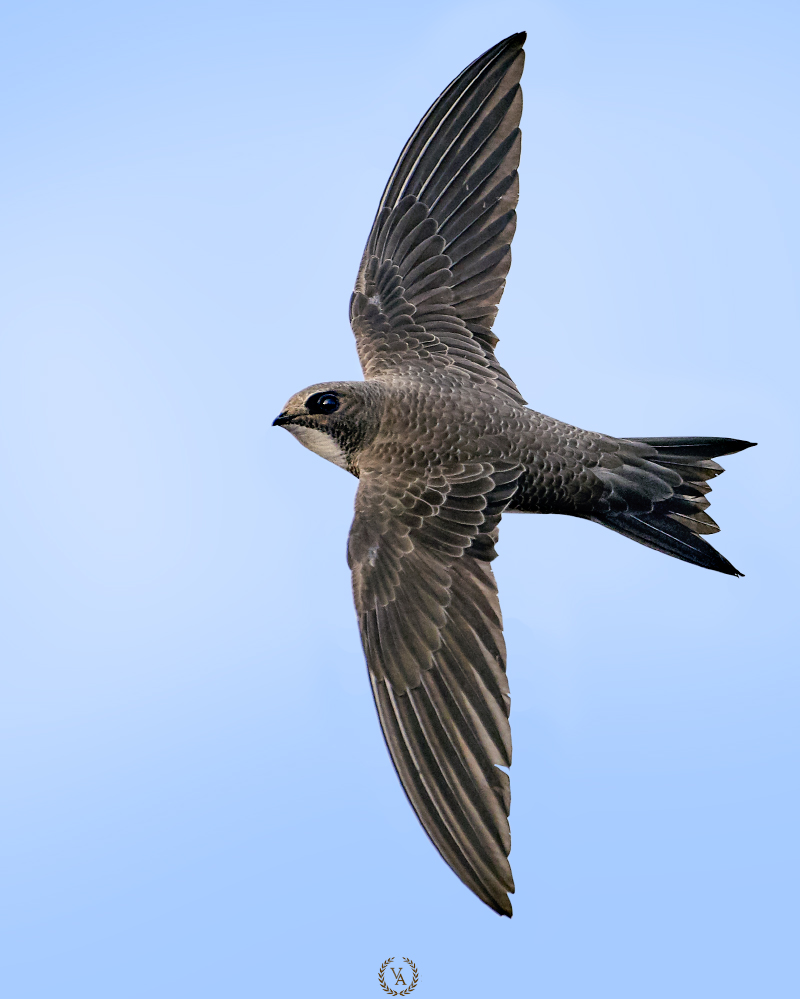Pallid Swift