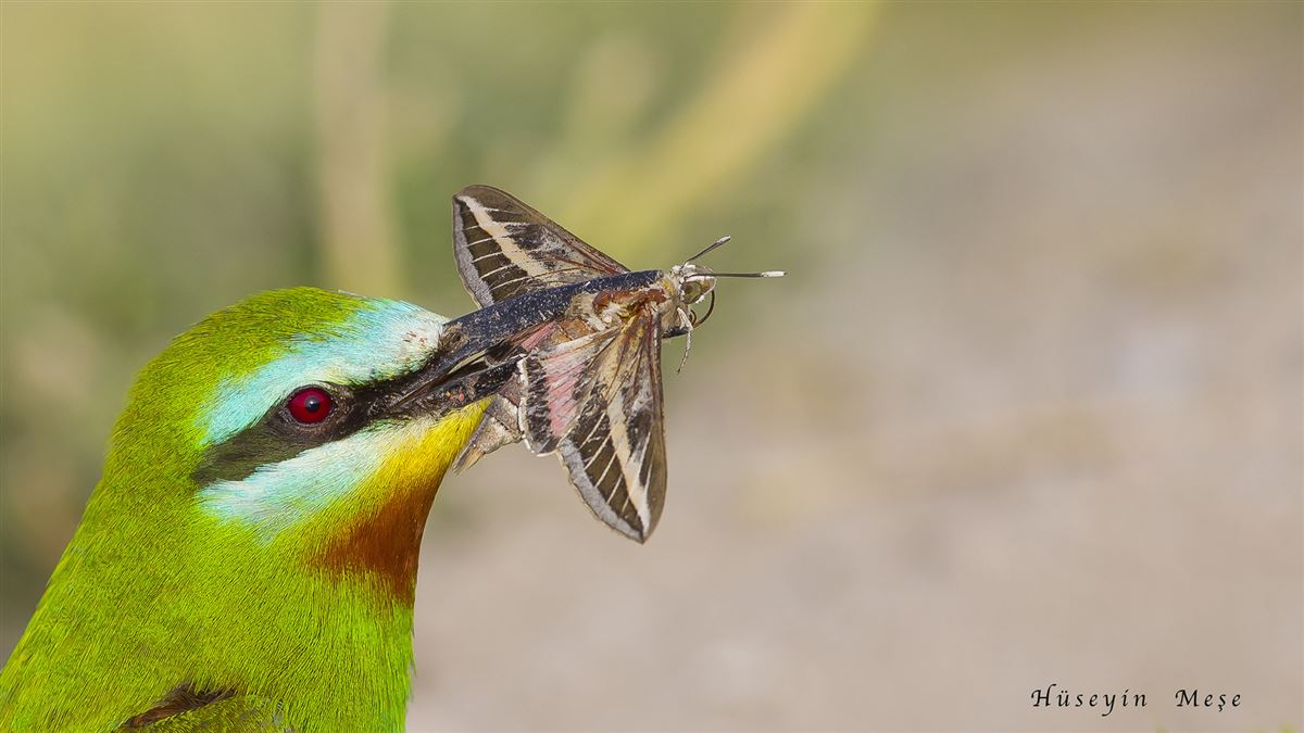 Blue-cheeked Bee-eater