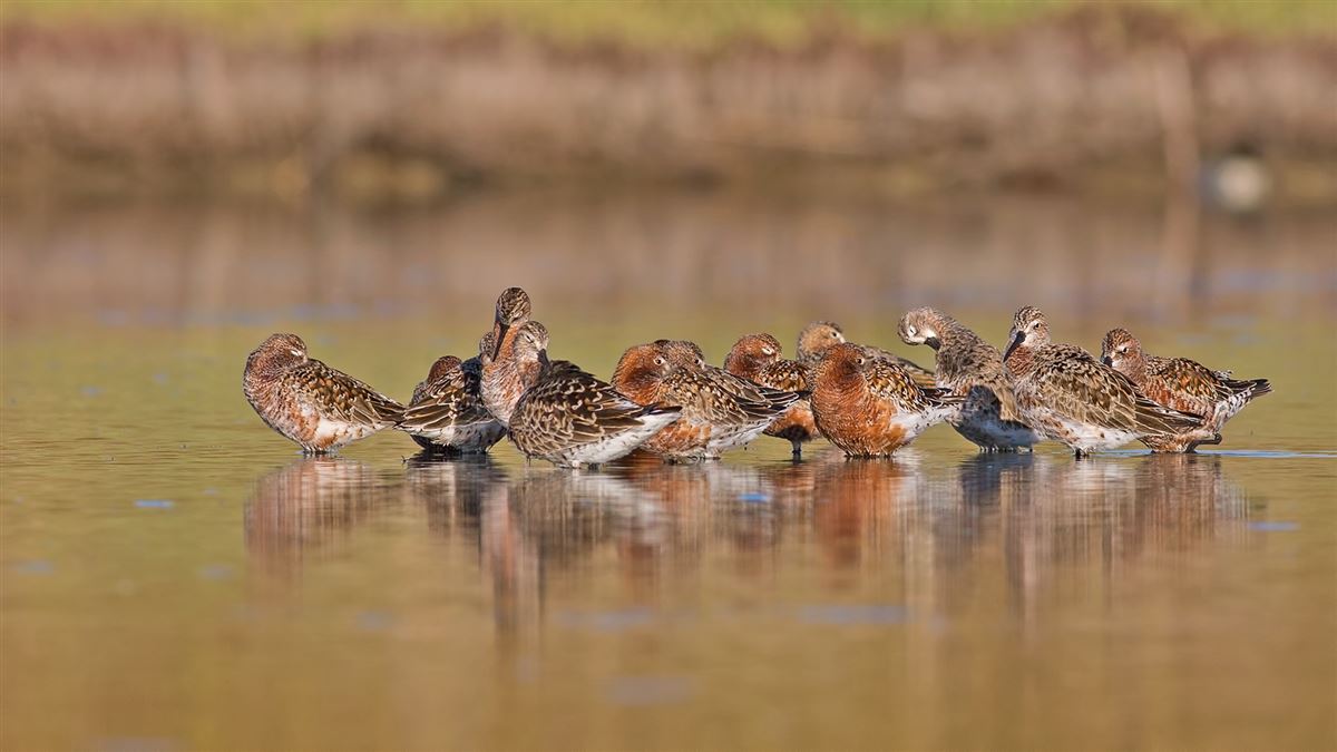 Curlew Sandpiper