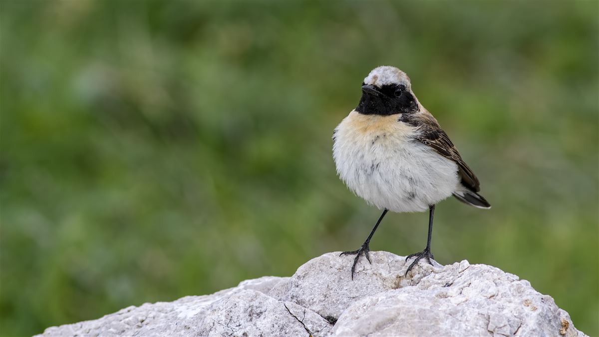 Black-eared Wheatear