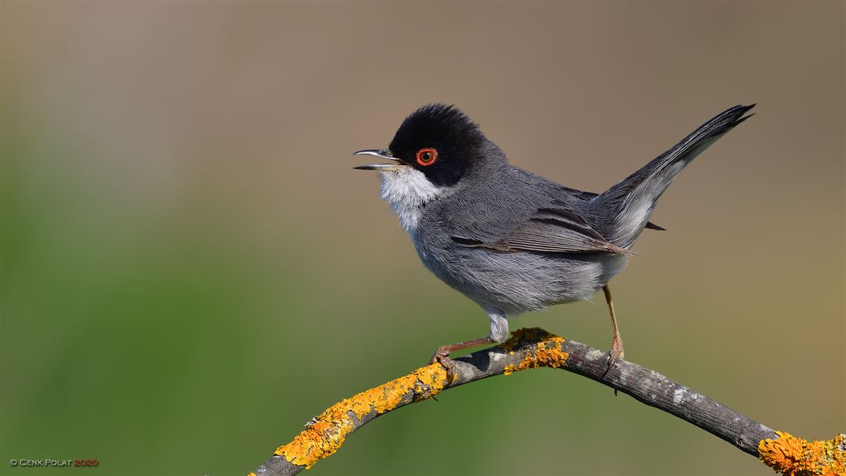 Sardinian Warbler