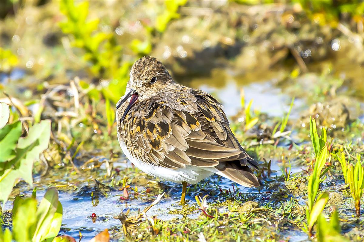Temminck`s Stint